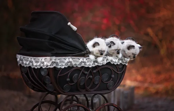 Autumn, cat, nature, stroller, kitty, face, cutie, Siamese
