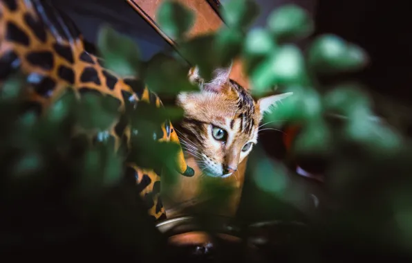 Picture eyes, mustache, background, kitty