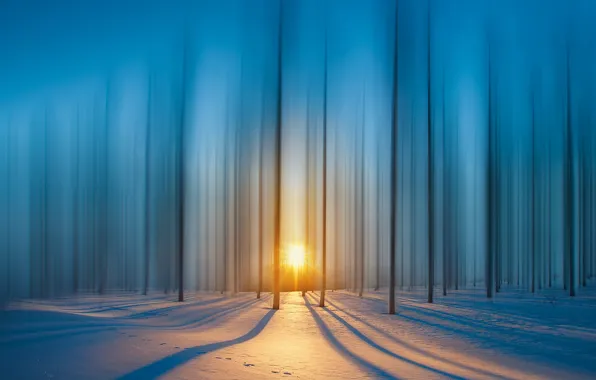 Picture forest, rays, snow, The sun, forest, snow, rays, sun