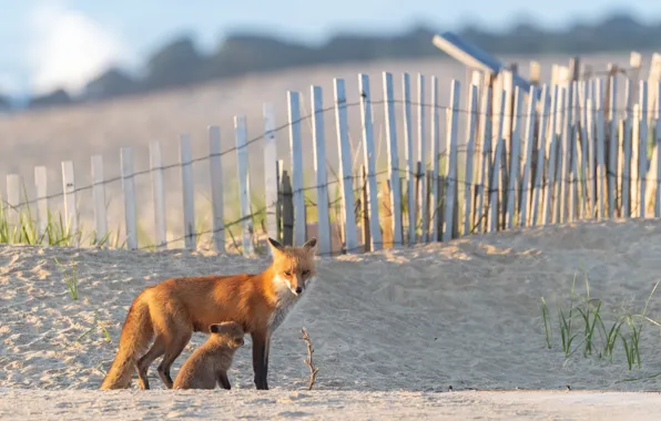 Sand, nature, pose, the fence, Fox, Fox, face, Fox