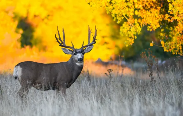 Autumn, nature, deer