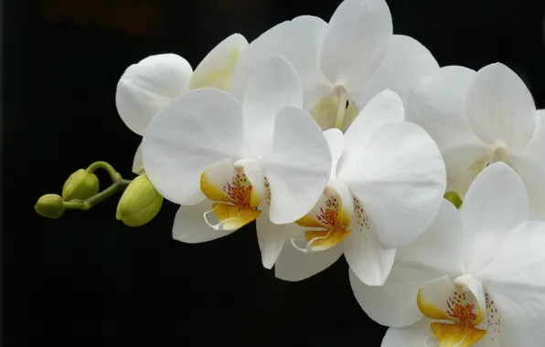 White, branch, Orchid