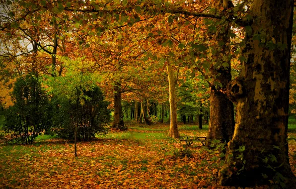 Picture autumn, leaves, trees, nature, Park, photo, trunk, Spain