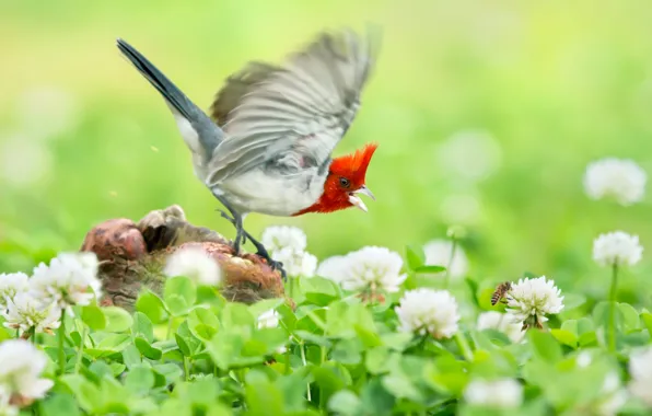 Flight, flowers, bird, socket, clover, Krasnogora cardinaleway oatmeal
