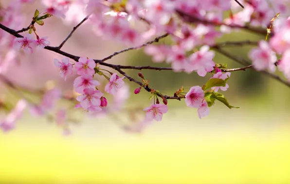 Branches, cherry, spring, Sakura, flowering, flowers