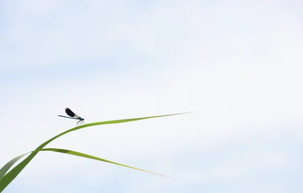 Picture grass, nature, insect