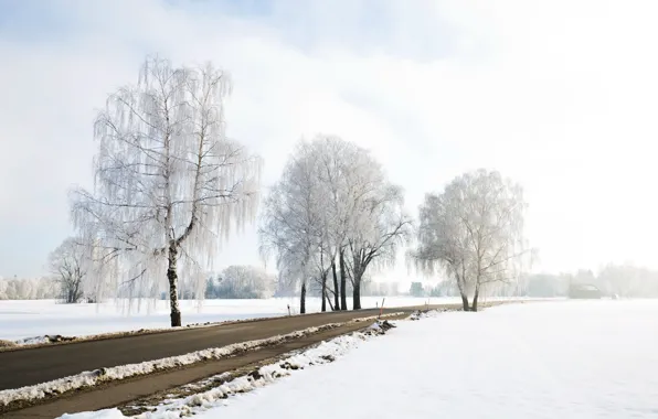 Winter, road, birch