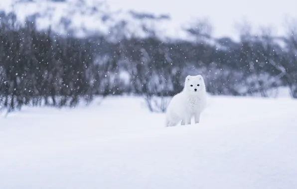 Picture winter, forest, white, look, face, snow, branches, nature