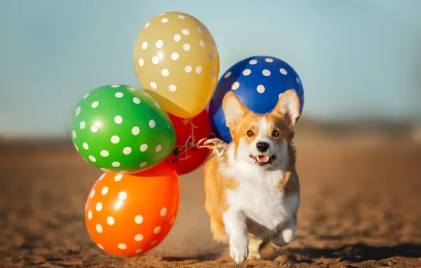 Picture balls, animal, dog, dog, Corgi, Anna Oris