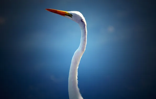 Picture the sky, eyes, beak, Heron, neck