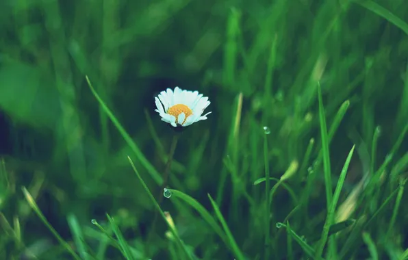 Flower, petals, Daisy, white