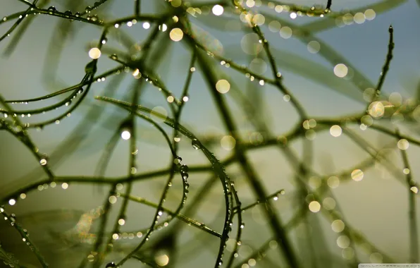 Picture water, drops, branches, nature, after the rain, nature, macro, bokeh
