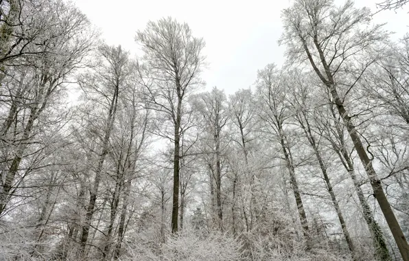 Picture winter, forest, snow, trees, nature, ©Tambako The Jaguar