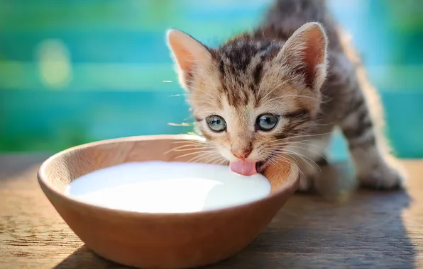 Language, cat, look, pose, kitty, grey, baby, milk