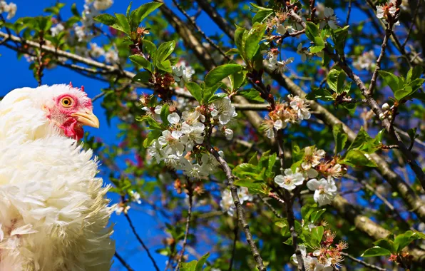 The sky, look, leaves, light, flowers, branches, blue, bird