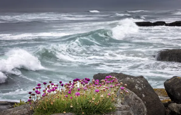 Sea, wave, flowers, stones, rocks, shore