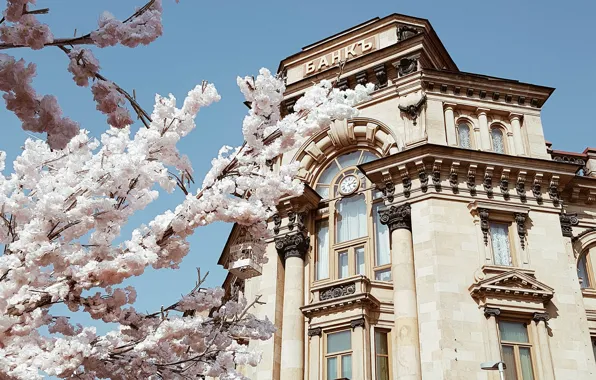 Picture Flowers, Tree, Watch, Moscow, The building, Capital