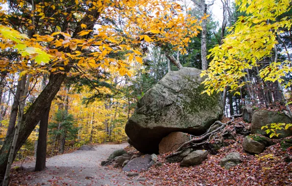 Picture forest, foliage, stone, colors, Autumn, track, forest, autumn