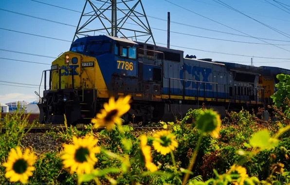 Picture sunflowers, nature, rails, train, railroad, locomotive