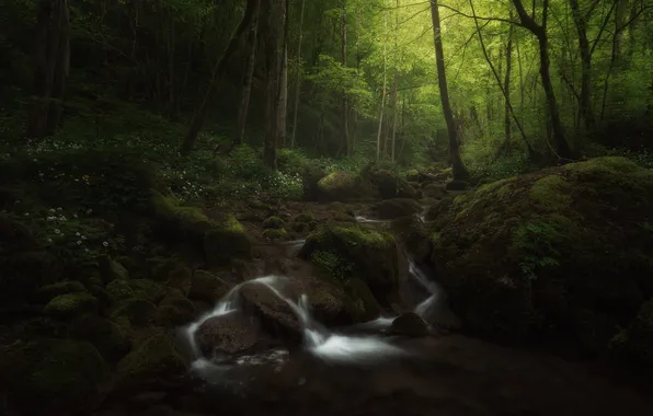 Picture forest, nature, river, stream