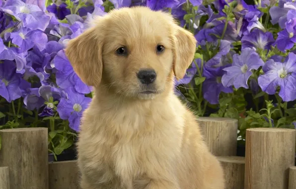 Picture flowers, puppy, Labrador
