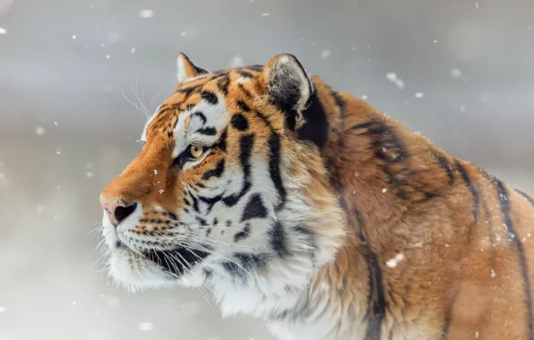 Picture face, snow, tiger, portrait, profile, wild cat