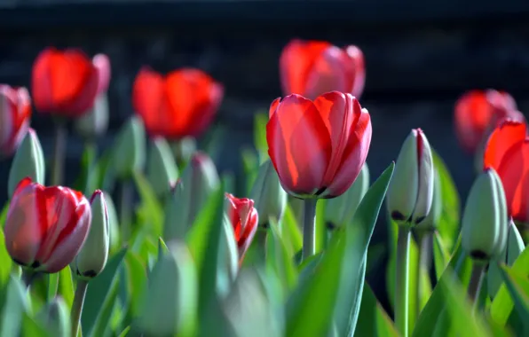 Picture spring, tulips, buds