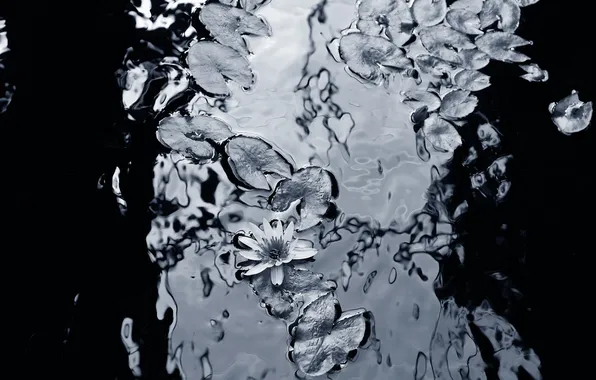 BACKGROUND, WATER, LEAVES, LILY, Black and WHITE