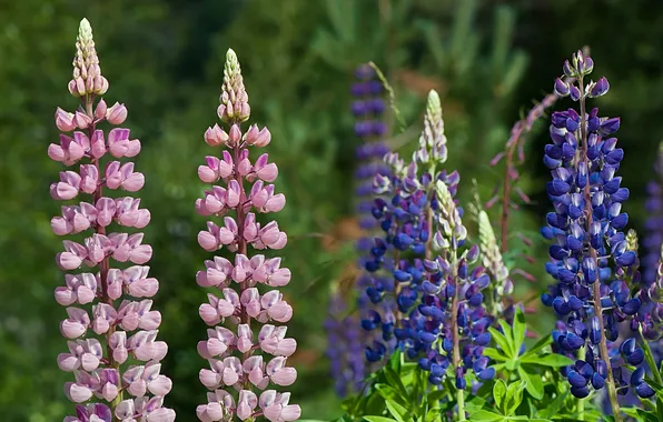 Picture purple, pink, flowering, flowers, Lupin