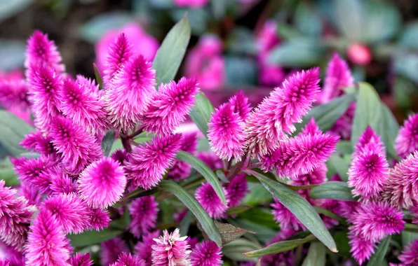 Picture leaves, paint, Bush, inflorescence