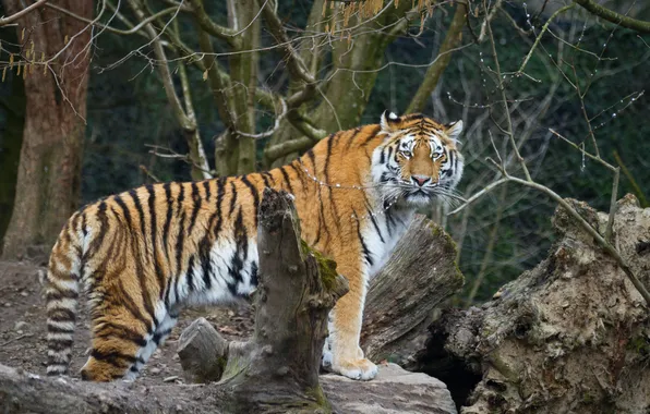 Picture cat, look, tiger, Amur