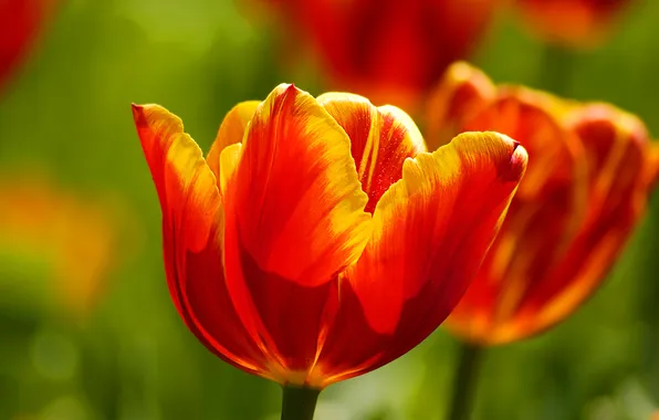 Petals, tulips, red