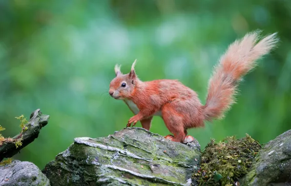 Picture green, stones, background, protein, red, wildlife, squirrel, rodent