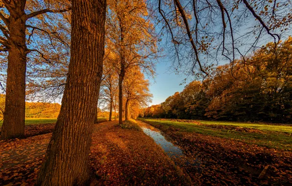 Road, autumn, forest, leaves, water, trees, landscape, branches