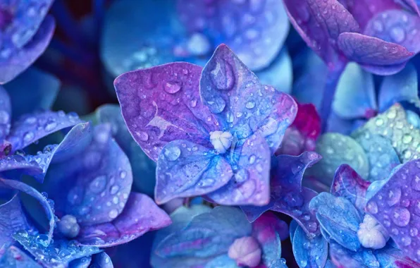 Picture water, drops, macro, hydrangea