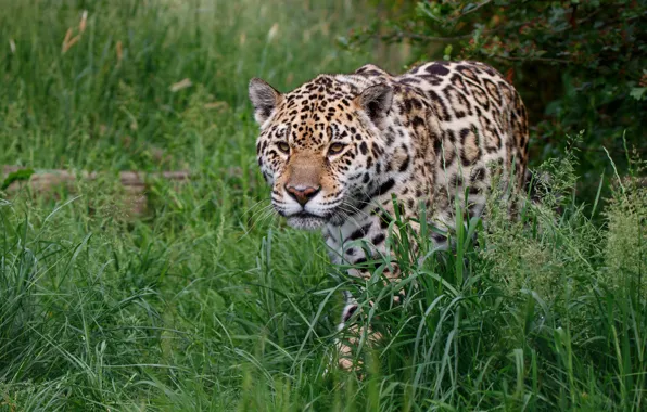 Grass, face, glade, Jaguar, sneaks