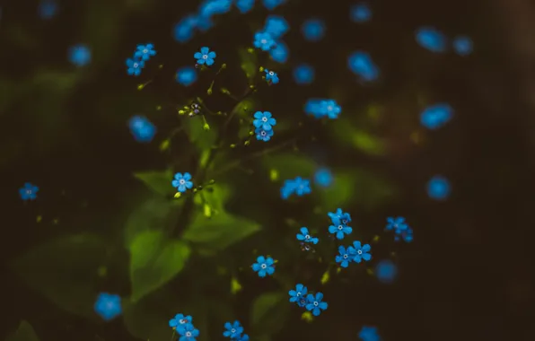 Picture macro, forget-me-nots, Irina Joanne
