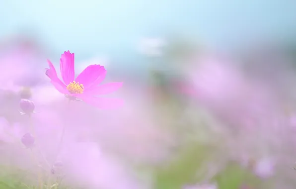 Picture nature, petals, haze, kosmeya