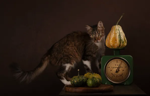 Cat, cat, look, pose, the dark background, table, pumpkin, face