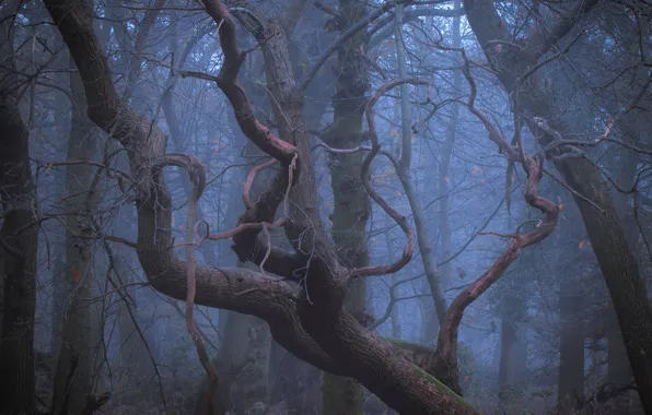 Forest, trees, nature, fog, UK, United Kingdom, Toby Cunningham