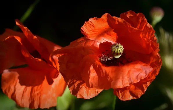 Macro, light, flowers, the dark background, Mac, Maki, petals, pair