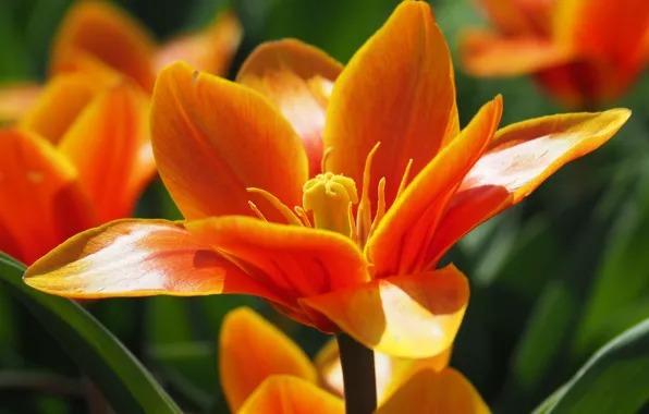 Macro, Macro, Orange Tulip, Orange tulip