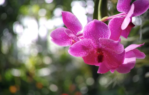 Picture macro, flowers, glare, petals, blur, Orchid, raspberry