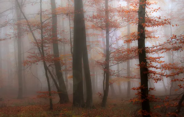 Autumn, forest, trees, branches, fog, Park, trunks, foliage