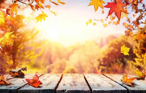 Autumn, leaves, trees, background, colorful, wood, autumn, leaves