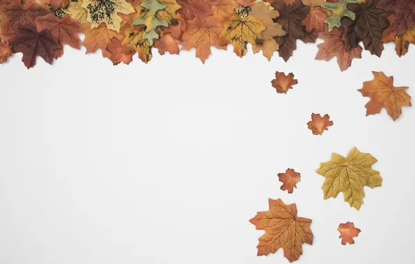 Wallpaper autumn, leaves, background, colorful, background, autumn ...