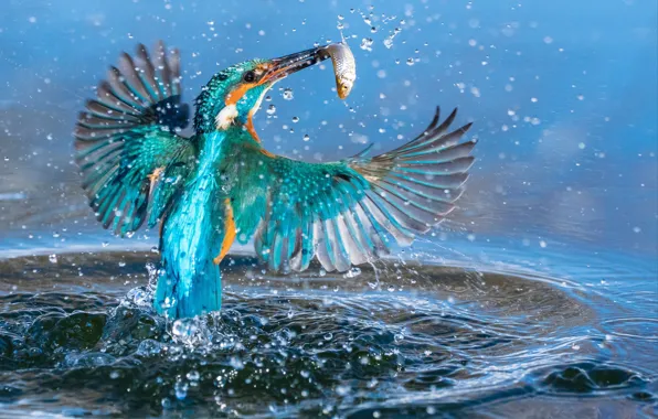 Picture water, squirt, bird, fish, Kingfisher, catch