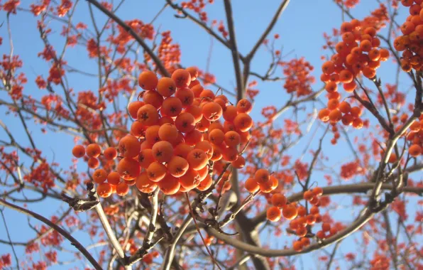 Winter, Rowan, December