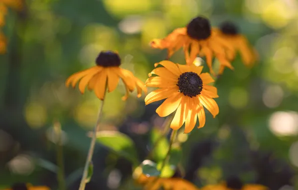 Summer, light, flowers, yellow, garden, bokeh, rudbeckia