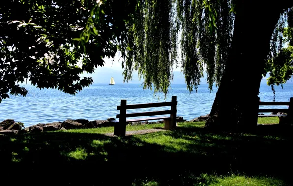 Picture lake, tree, Switzerland, benches, Switzerland, Canton of Vaud, Vaud